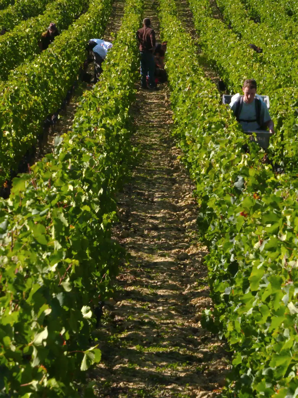 People harvesting grapes in rows of vines.