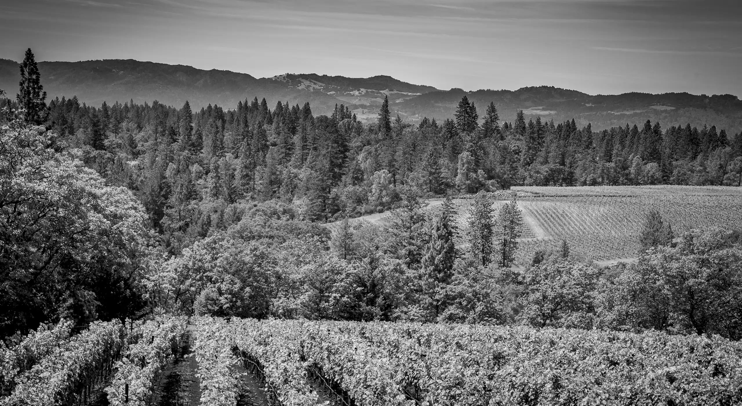 Black and white landscape of a vineyard in the foreground leading to a forested hillside under a clear sky.